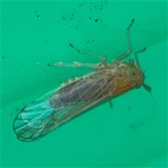 Psyllidae sp. (family) (Unidentified psyllid or lerp insect) at Campbell, ACT - 6 Nov 2024 by Hejor1