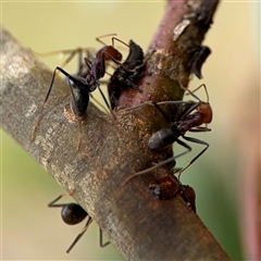 Eurymelinae (subfamily) at Campbell, ACT - 6 Nov 2024 01:00 PM