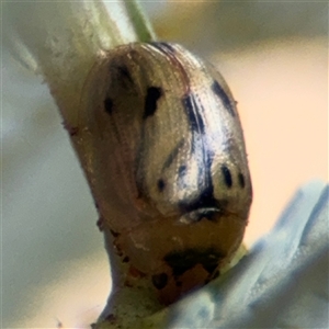 Peltoschema sp. (genus) at Campbell, ACT - 6 Nov 2024