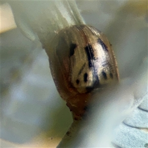 Peltoschema sp. (genus) at Campbell, ACT - 6 Nov 2024