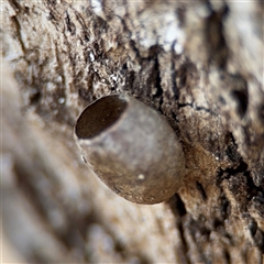 Doratifera (genus) (Cup Moth) at Campbell, ACT - 6 Nov 2024 by Hejor1