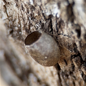 Doratifera (genus) at Campbell, ACT - 6 Nov 2024 01:13 PM