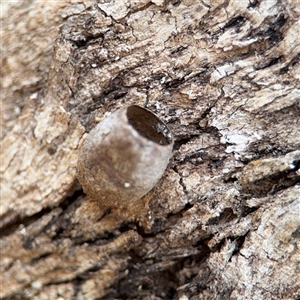 Doratifera (genus) at Campbell, ACT - 6 Nov 2024 01:13 PM