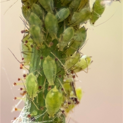 Aphididae (family) (Unidentified aphid) at Campbell, ACT - 6 Nov 2024 by Hejor1