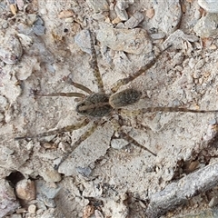 Artoria sp. (genus) at Yass River, NSW - 6 Nov 2024 by SenexRugosus