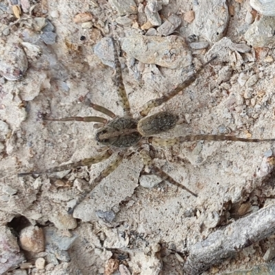 Artoria sp. (genus) at Yass River, NSW - 6 Nov 2024 by SenexRugosus