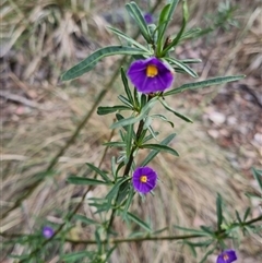 Solanum linearifolium (Kangaroo Apple) at Bungendore, NSW - 6 Nov 2024 by clarehoneydove