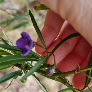 Solanum linearifolium at Bungendore, NSW - 6 Nov 2024 04:25 PM