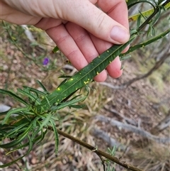 Solanum linearifolium at Bungendore, NSW - 6 Nov 2024 04:25 PM