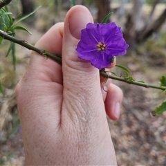 Solanum linearifolium at Bungendore, NSW - 6 Nov 2024 04:25 PM