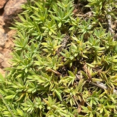 Styphelia humifusum (Cranberry Heath) at Gundary, NSW - 6 Nov 2024 by JaneR