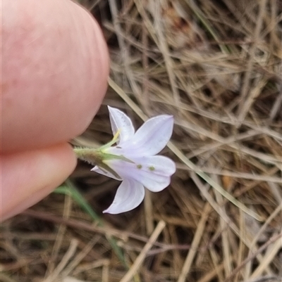 Wahlenbergia stricta subsp. stricta (Tall Bluebell) at Bungendore, NSW - 6 Nov 2024 by clarehoneydove