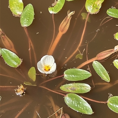 Ottelia ovalifolia subsp. ovalifolia (Swamp Lily) at Gundary, NSW - 6 Nov 2024 by JaneR