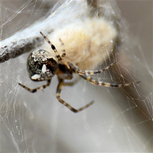 Araneus albotriangulus at Campbell, ACT - 6 Nov 2024