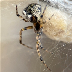 Araneus albotriangulus at Campbell, ACT - 6 Nov 2024