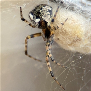 Araneus albotriangulus at Campbell, ACT - 6 Nov 2024