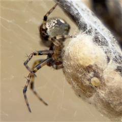 Araneus albotriangulus at Campbell, ACT - 6 Nov 2024