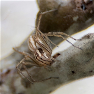 Oxyopes sp. (genus) at Campbell, ACT - 6 Nov 2024