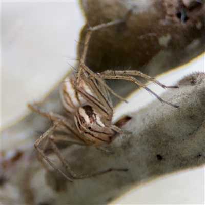 Oxyopes sp. (genus) (Lynx spider) at Campbell, ACT - 6 Nov 2024 by Hejor1