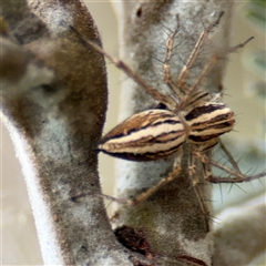 Oxyopes sp. (genus) at Campbell, ACT - 6 Nov 2024