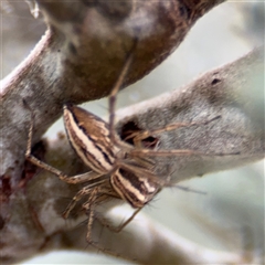 Oxyopes sp. (genus) at Campbell, ACT - 6 Nov 2024