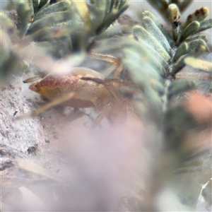 Cheiracanthium gracile at Campbell, ACT - 6 Nov 2024