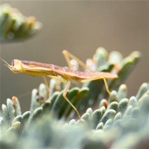 Orthodera ministralis at Campbell, ACT - 6 Nov 2024