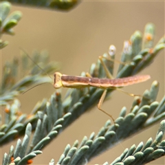 Orthodera ministralis at Campbell, ACT - 6 Nov 2024