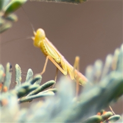 Orthodera ministralis at Campbell, ACT - 6 Nov 2024