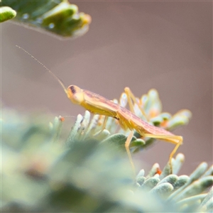 Orthodera ministralis at Campbell, ACT - 6 Nov 2024