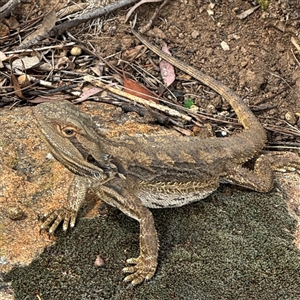 Pogona barbata at Campbell, ACT - suppressed