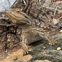 Pogona barbata at Campbell, ACT - suppressed