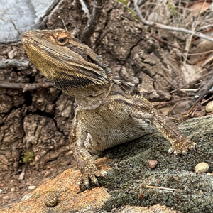 Pogona barbata at Campbell, ACT - suppressed