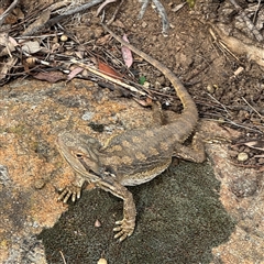 Pogona barbata at Campbell, ACT - 6 Nov 2024