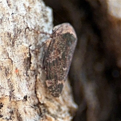 Eurymeloides adspersa (Gumtree hopper) at Campbell, ACT - 6 Nov 2024 by Hejor1