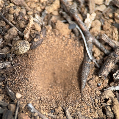 Myrmeleontidae (family) (Unidentified Antlion Lacewing) at Campbell, ACT - 6 Nov 2024 by Hejor1