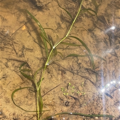 Potamogeton ochreatus (Blunt Pondweed) at Gundary, NSW - 6 Nov 2024 by JaneR