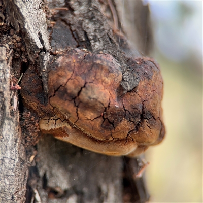 Phellinus sp. (non-resupinate) (A polypore) at Campbell, ACT - 6 Nov 2024 by Hejor1