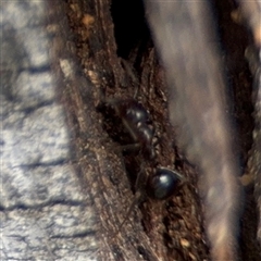 Papyrius sp. (genus) (A Coconut Ant) at Campbell, ACT - 6 Nov 2024 by Hejor1