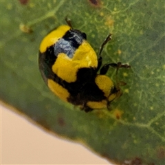 Illeis galbula (Fungus-eating Ladybird) at Campbell, ACT - 6 Nov 2024 by Hejor1