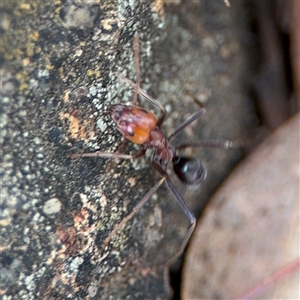 Iridomyrmex sp. (genus) at Campbell, ACT - 6 Nov 2024 02:42 PM