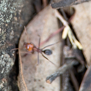 Iridomyrmex sp. (genus) at Campbell, ACT - 6 Nov 2024 02:42 PM