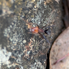 Iridomyrmex sp. (genus) at Campbell, ACT - 6 Nov 2024 02:42 PM