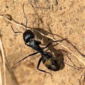 Camponotus aeneopilosus at Campbell, ACT - 6 Nov 2024