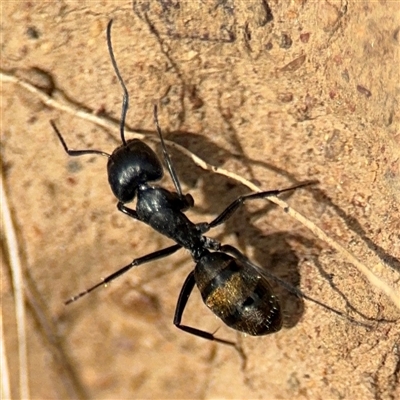 Camponotus aeneopilosus (A Golden-tailed sugar ant) at Campbell, ACT - 6 Nov 2024 by Hejor1