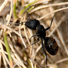 Camponotus aeneopilosus at Campbell, ACT - 6 Nov 2024