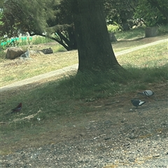 Columba livia (Rock Dove (Feral Pigeon)) at Ainslie, ACT - 6 Nov 2024 by Hejor1