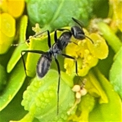 Iridomyrmex sp. (genus) (Ant) at Campbell, ACT - 6 Nov 2024 by Hejor1