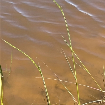 Amphibromus (genus) (Swamp Wallaby Grass) at Gundary, NSW - 6 Nov 2024 by JaneR