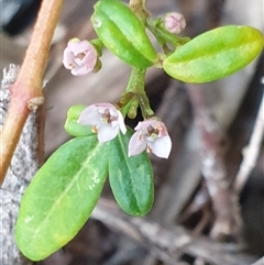 Zieria sp. at Ainslie, ACT - 6 Nov 2024 by Jeanette